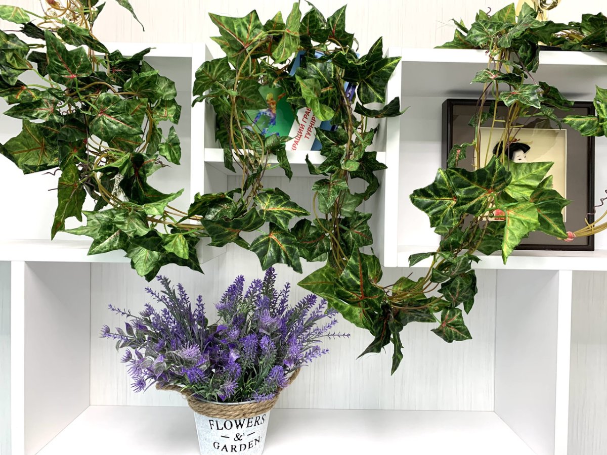 Плющ в интерьере квартиры