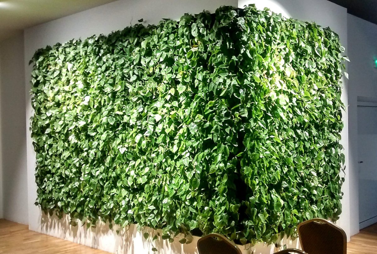 Жасмин ампельный уличный