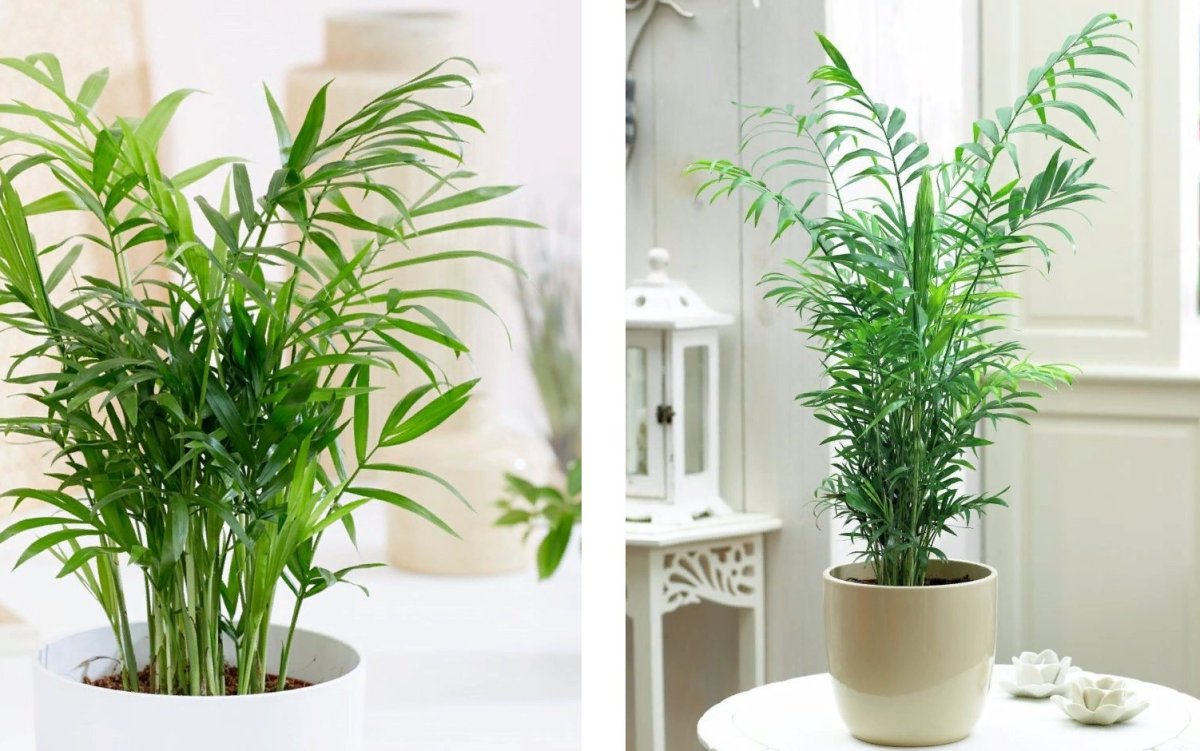 Тростниковая Пальма хамедорея