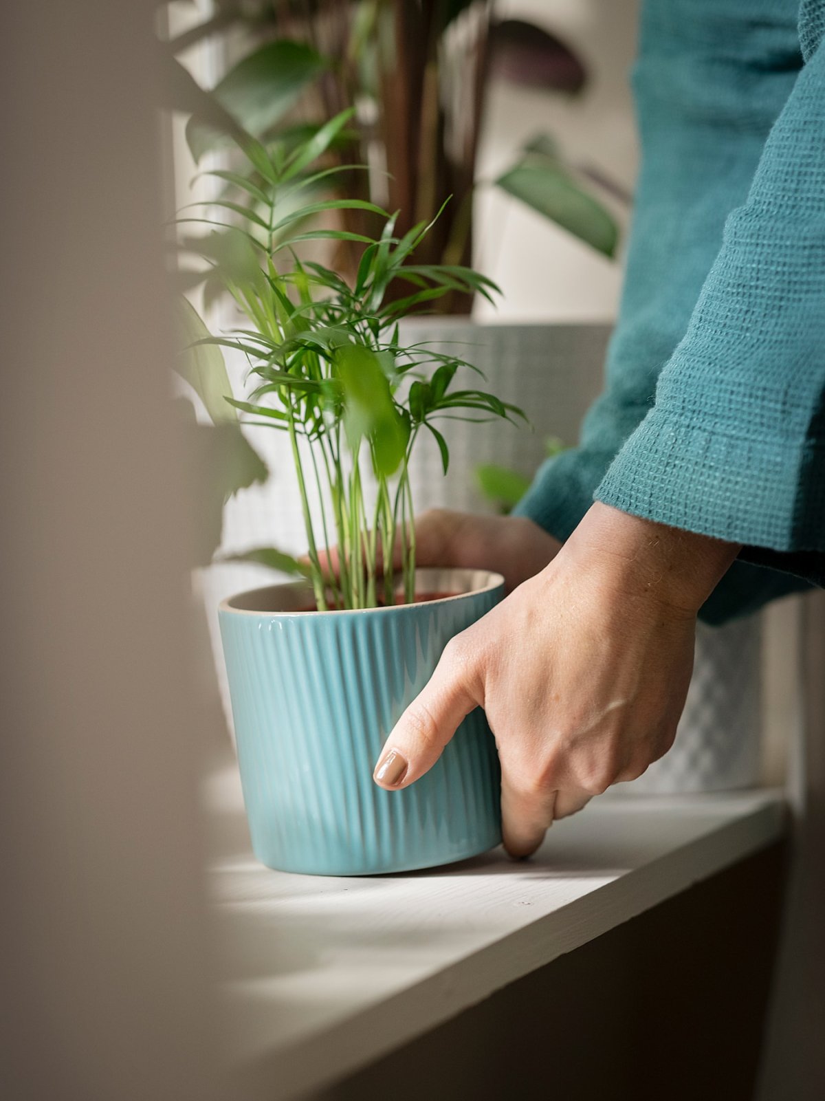 Хамедорея в интерьере