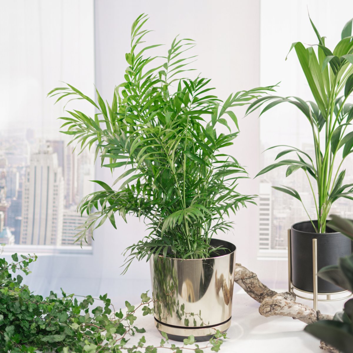 Хамедорея лист