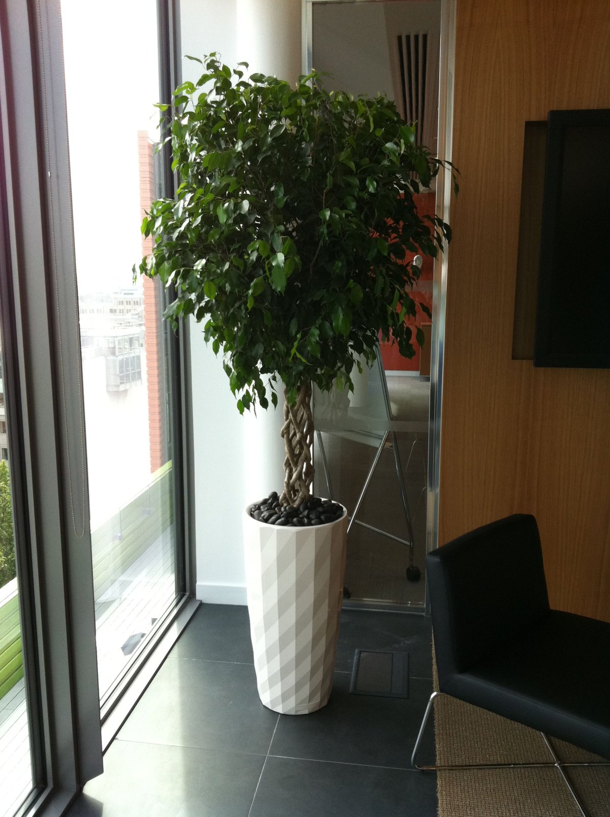 Фикус Fiddle Leaf Fig