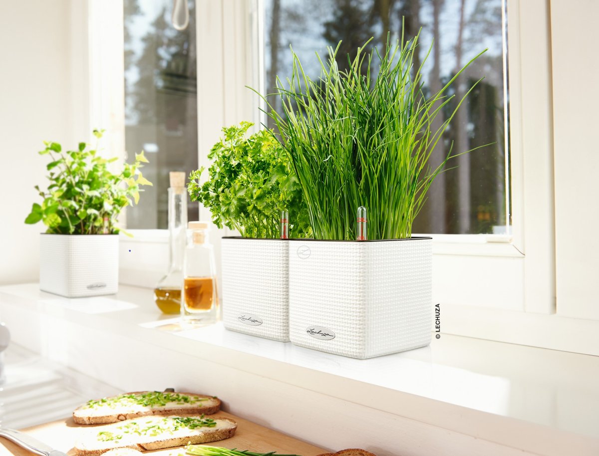 Цветы на кухне