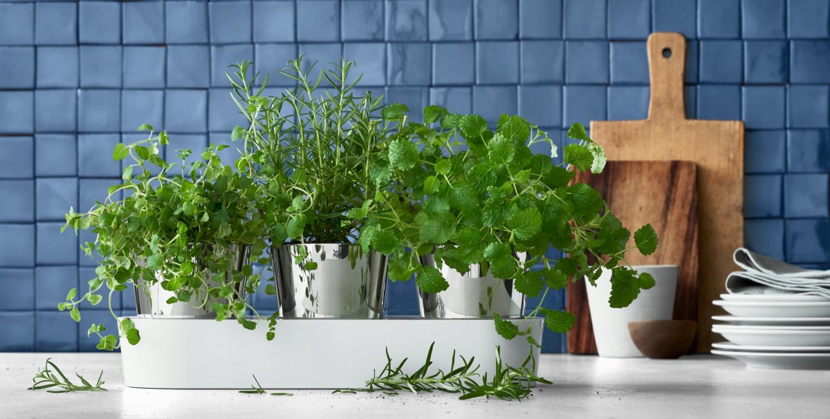 Спатифиллум фитостена