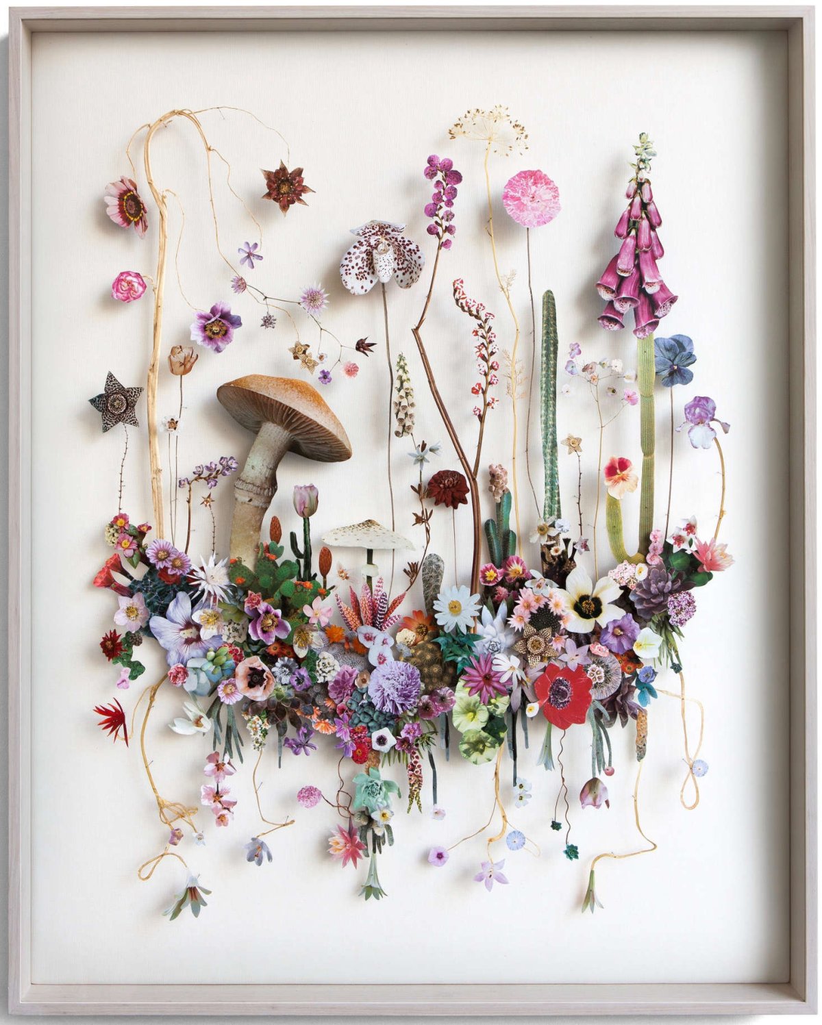 Сухая трава гербарий сухоцветы