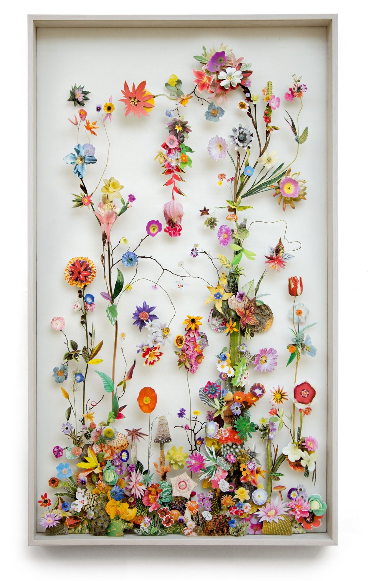 Гербариум Лаванда