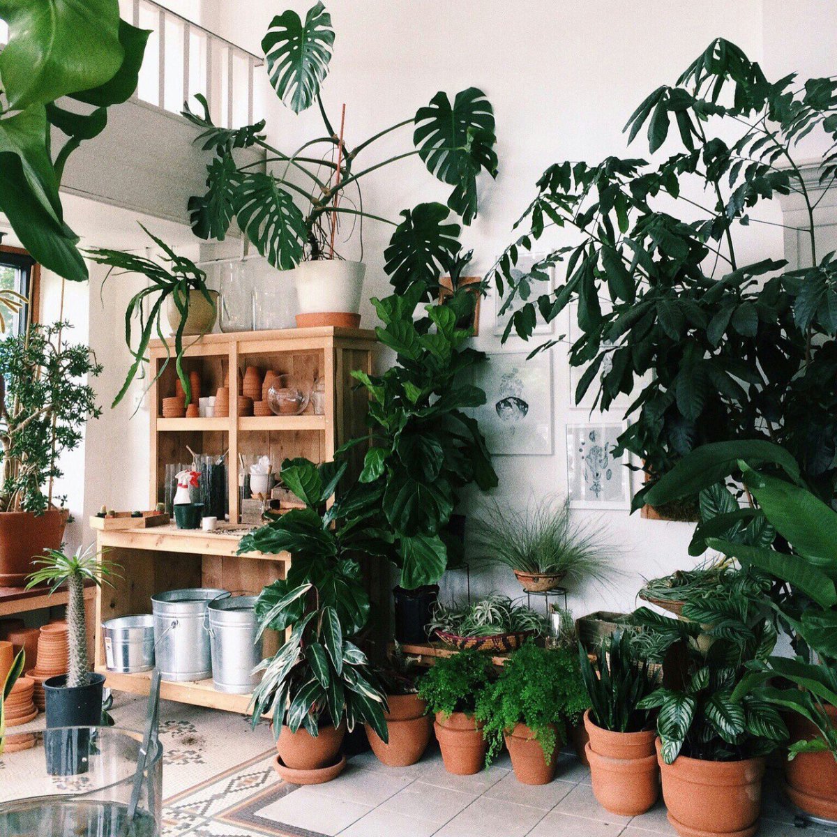 Много растений в комнате
