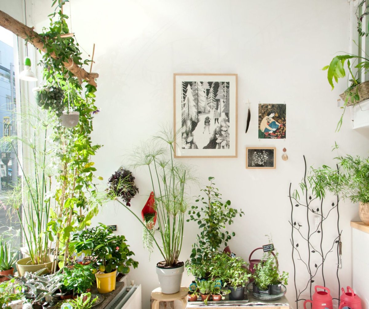 Хлорофитум фитостена