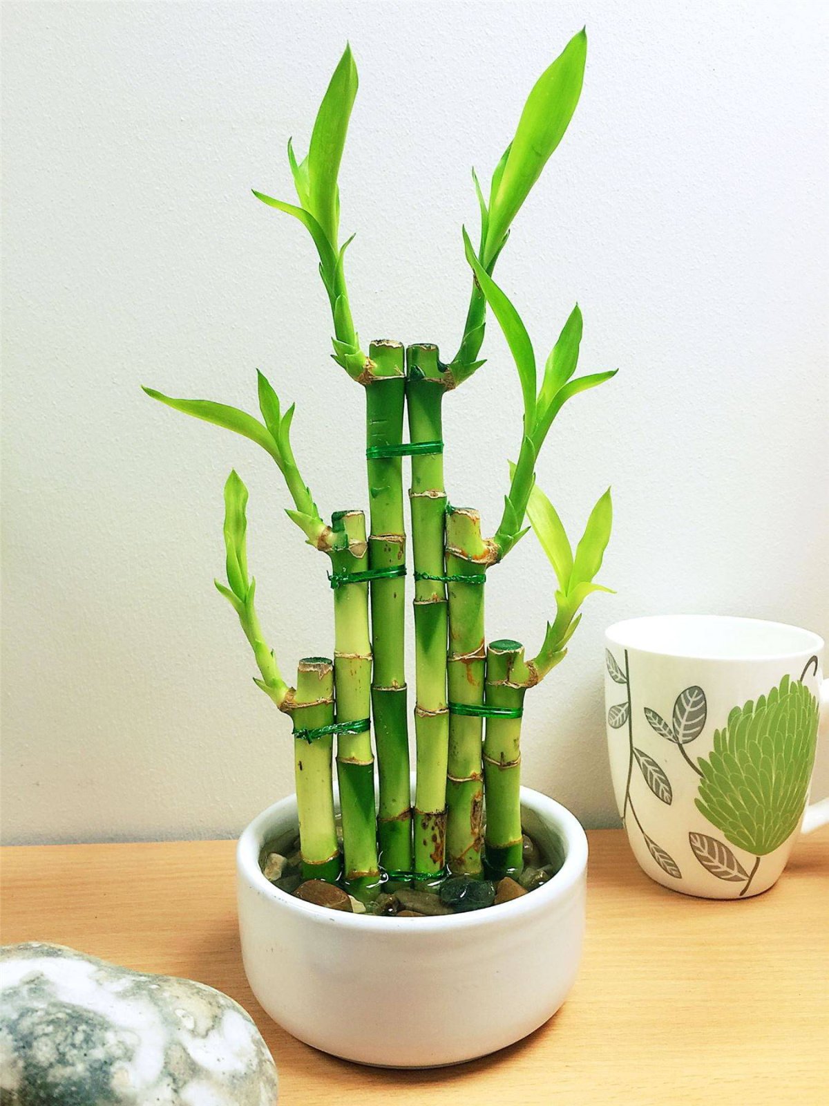 Бамбук комнатный в интерьере