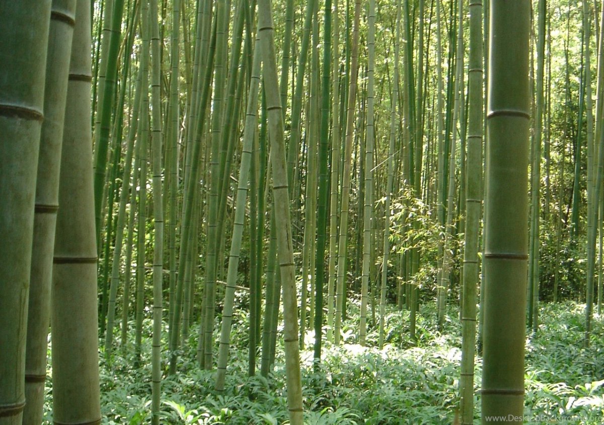 Рулонная штора Эскар бамбук 140х160, натур микс