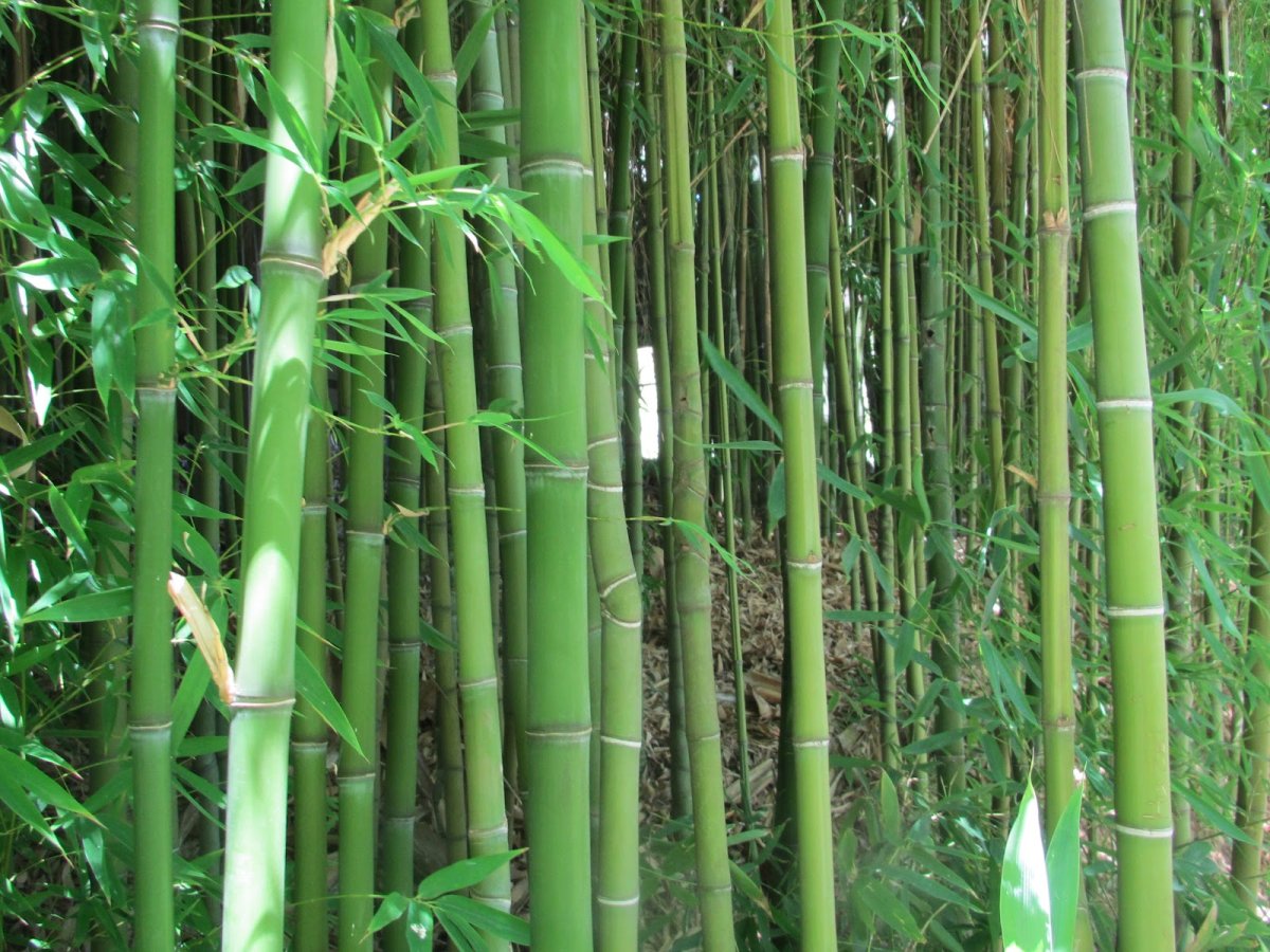 Панель ПВХ 3d век бамбук оливковый 2700x250x9 мм (0,675 кв.м.)