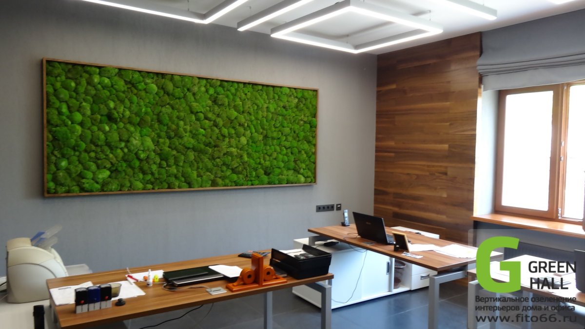 Фитостена ягель