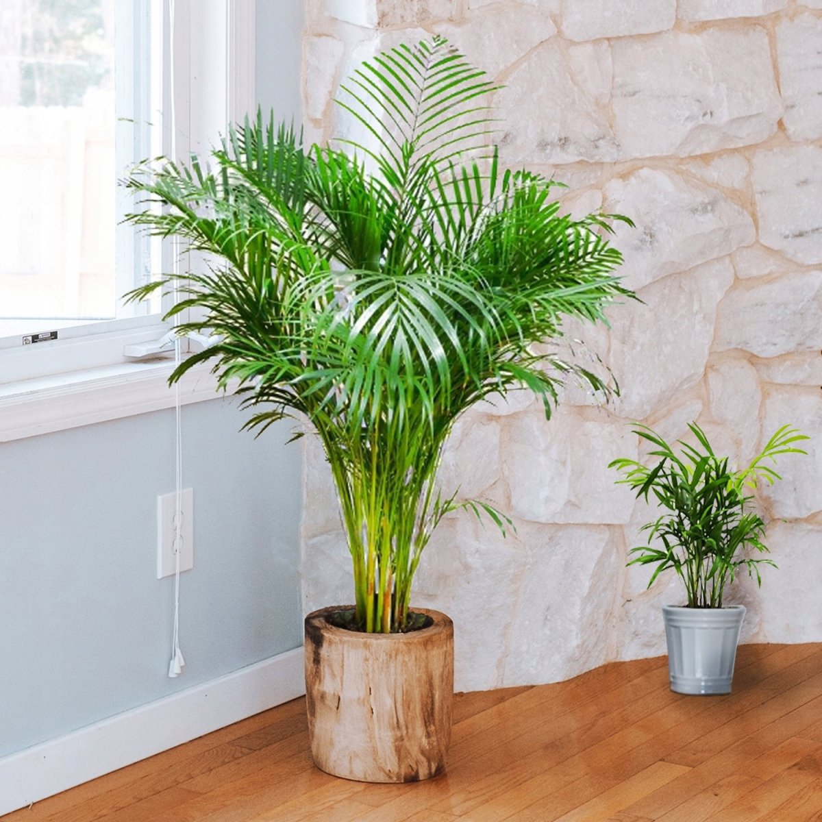 Арека lutescens