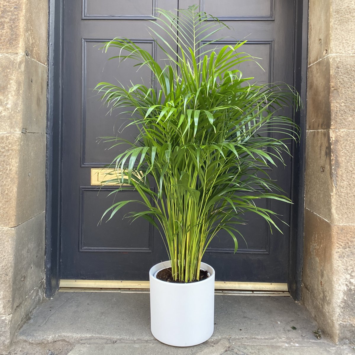 Дипсис в интерьере гостиной