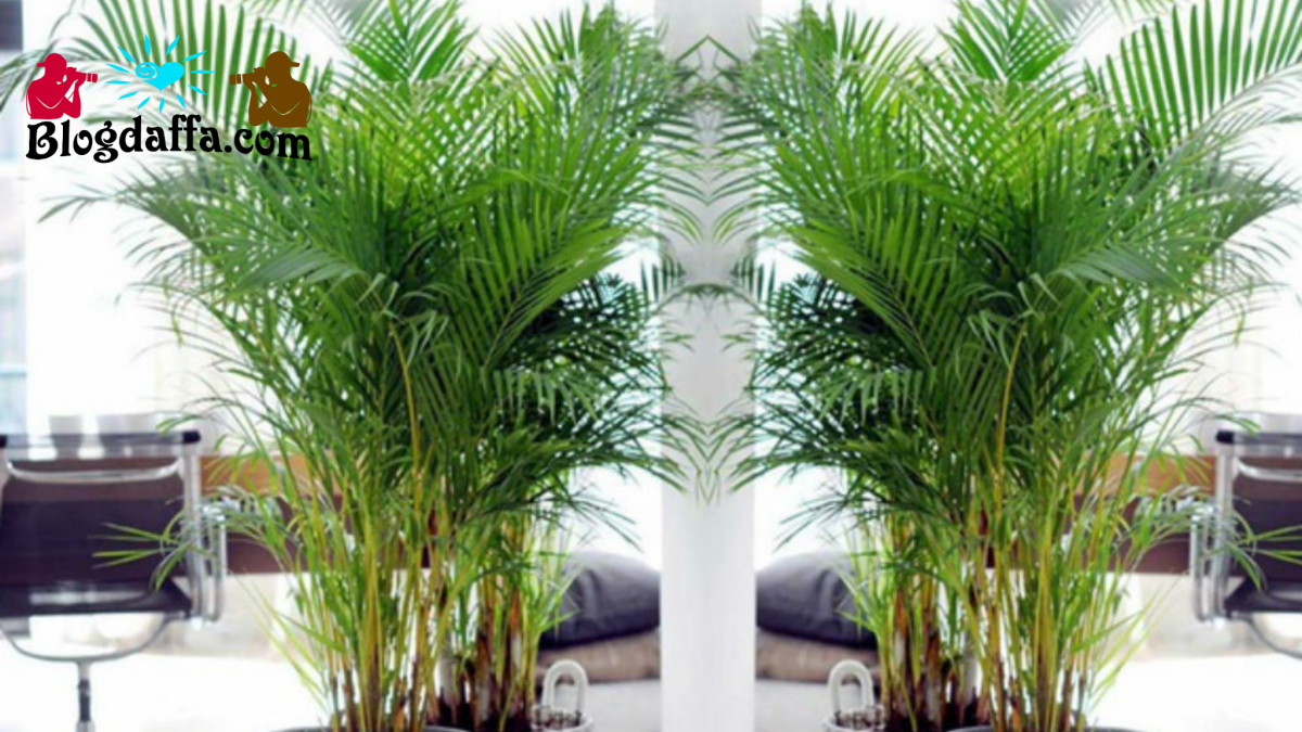 Пальма Дипсис листья