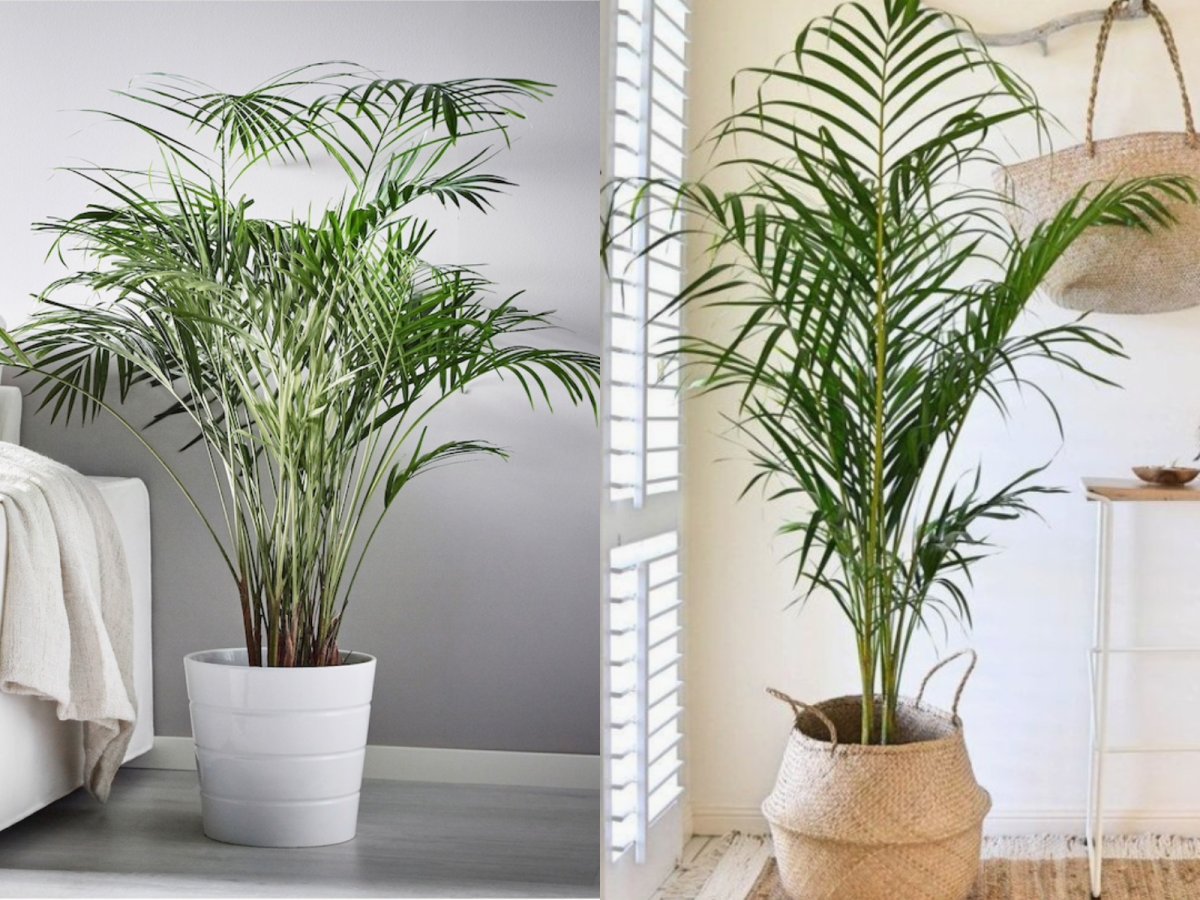 Хризалидокарпус Арека в интерьере