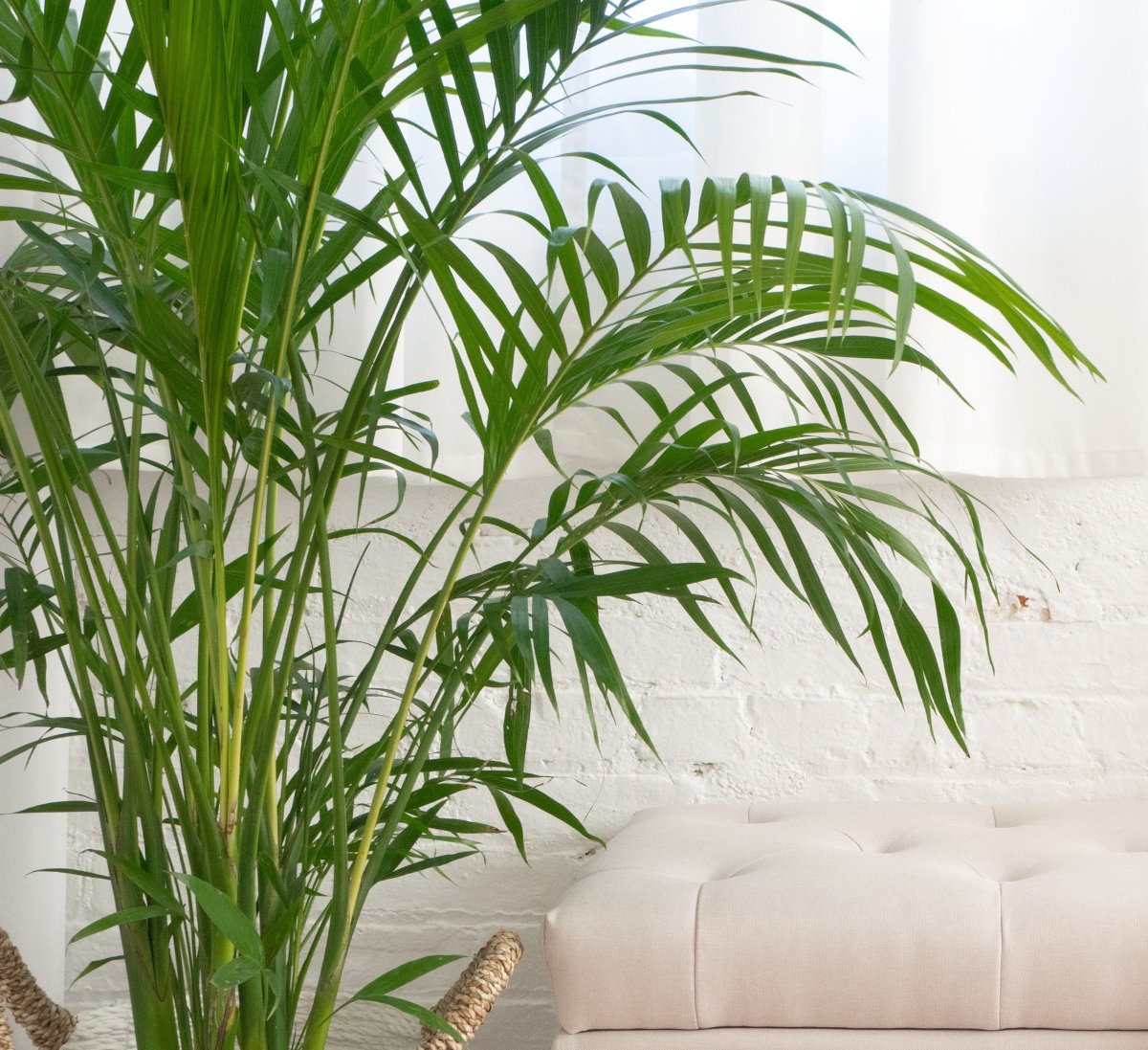 Арека в интерьере