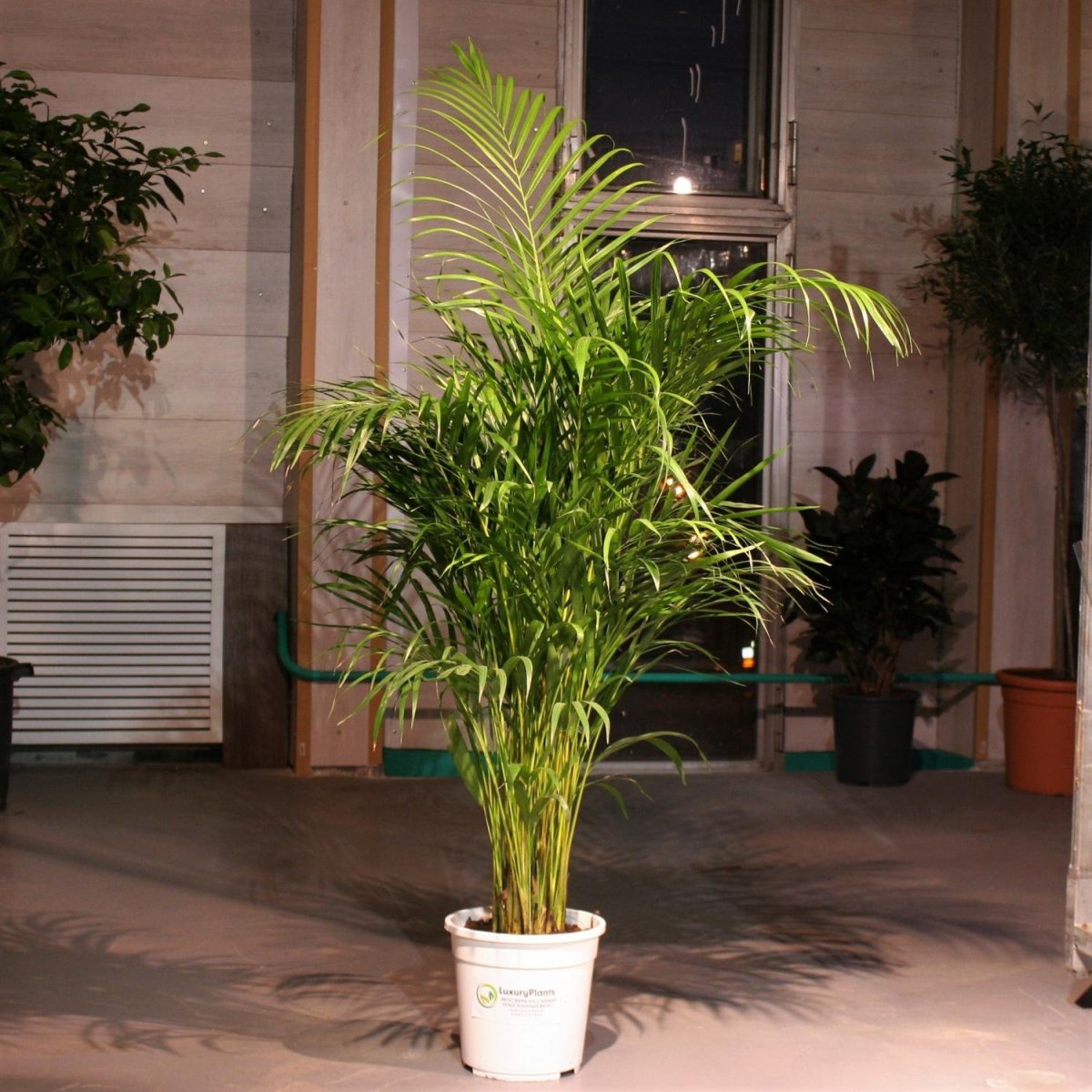 Green Areca New opinion что это