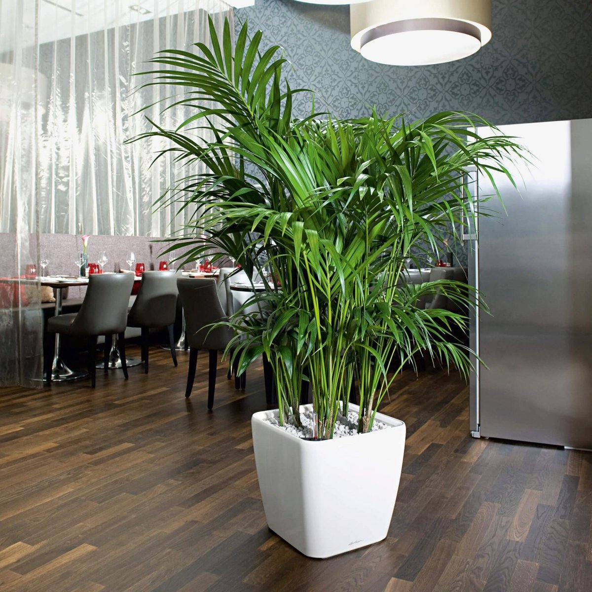 Арека Ховея Хризалидокарпус