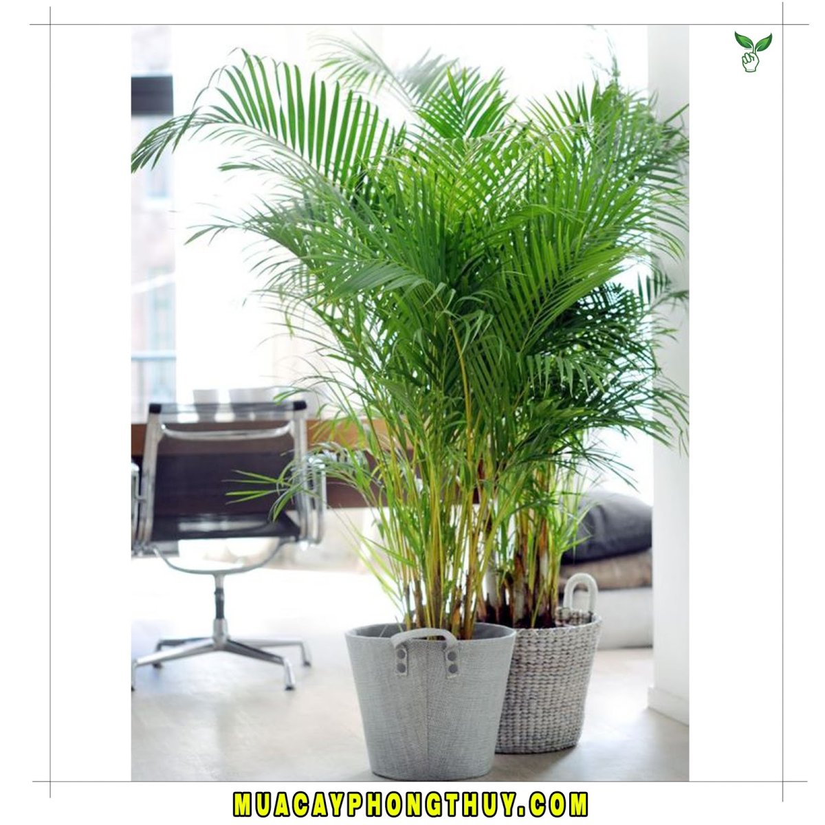 3д модели тропических растений