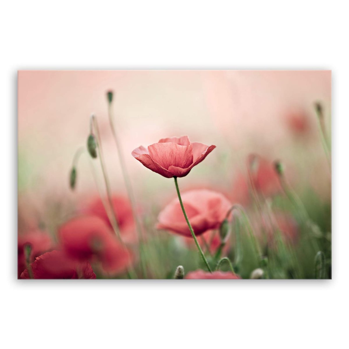 Экран защитный кухонный Леруа Мерлен