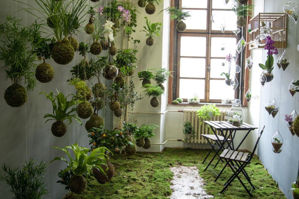 Дисхидия ovata