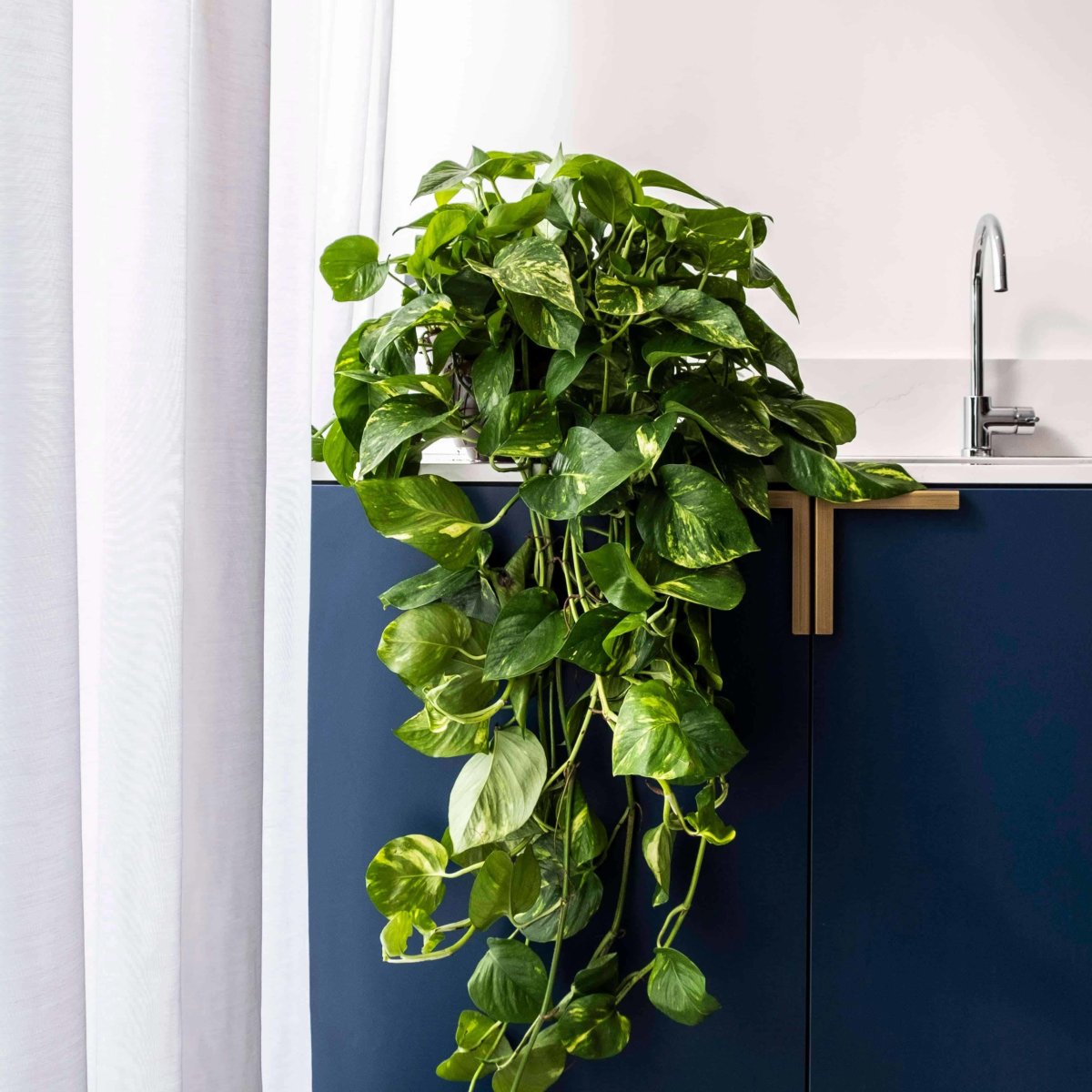 Сциндапсус фитостена