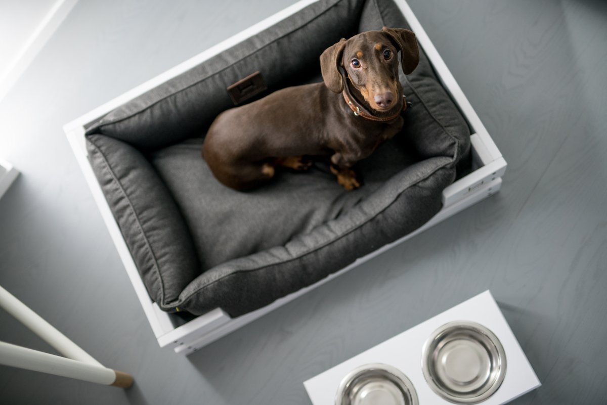 Деревянный лежак для собаки