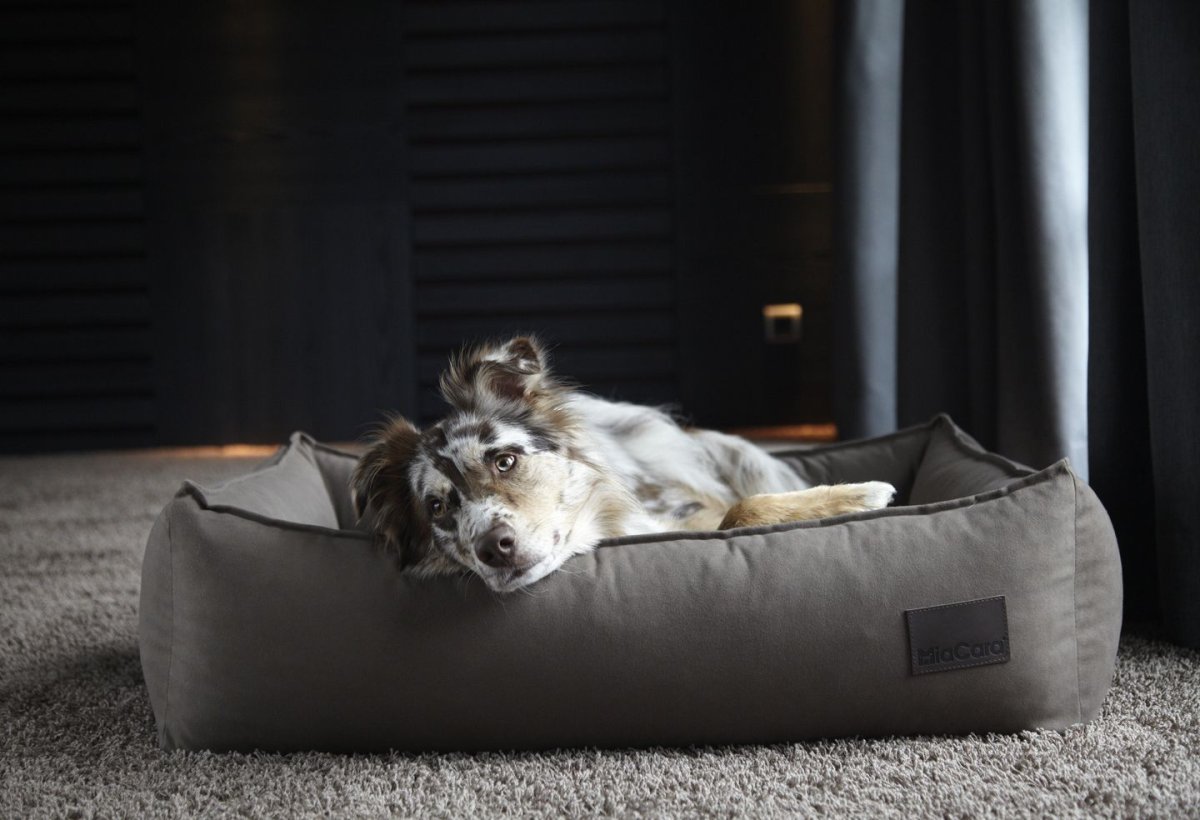 Креативные лежанки для собак