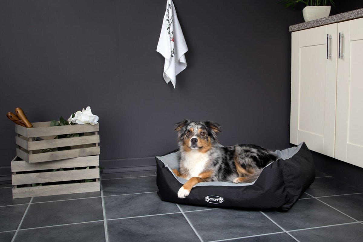 Дизайнерские лежанки для собак