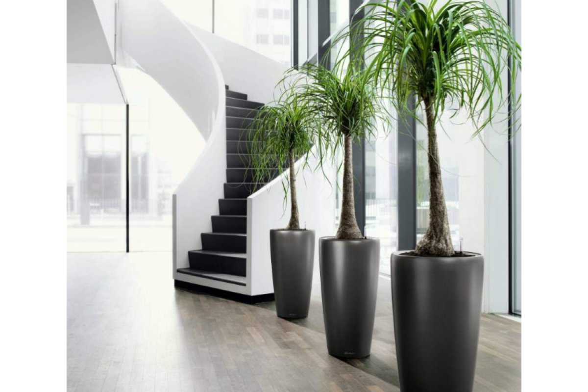 Нолина в кашпо