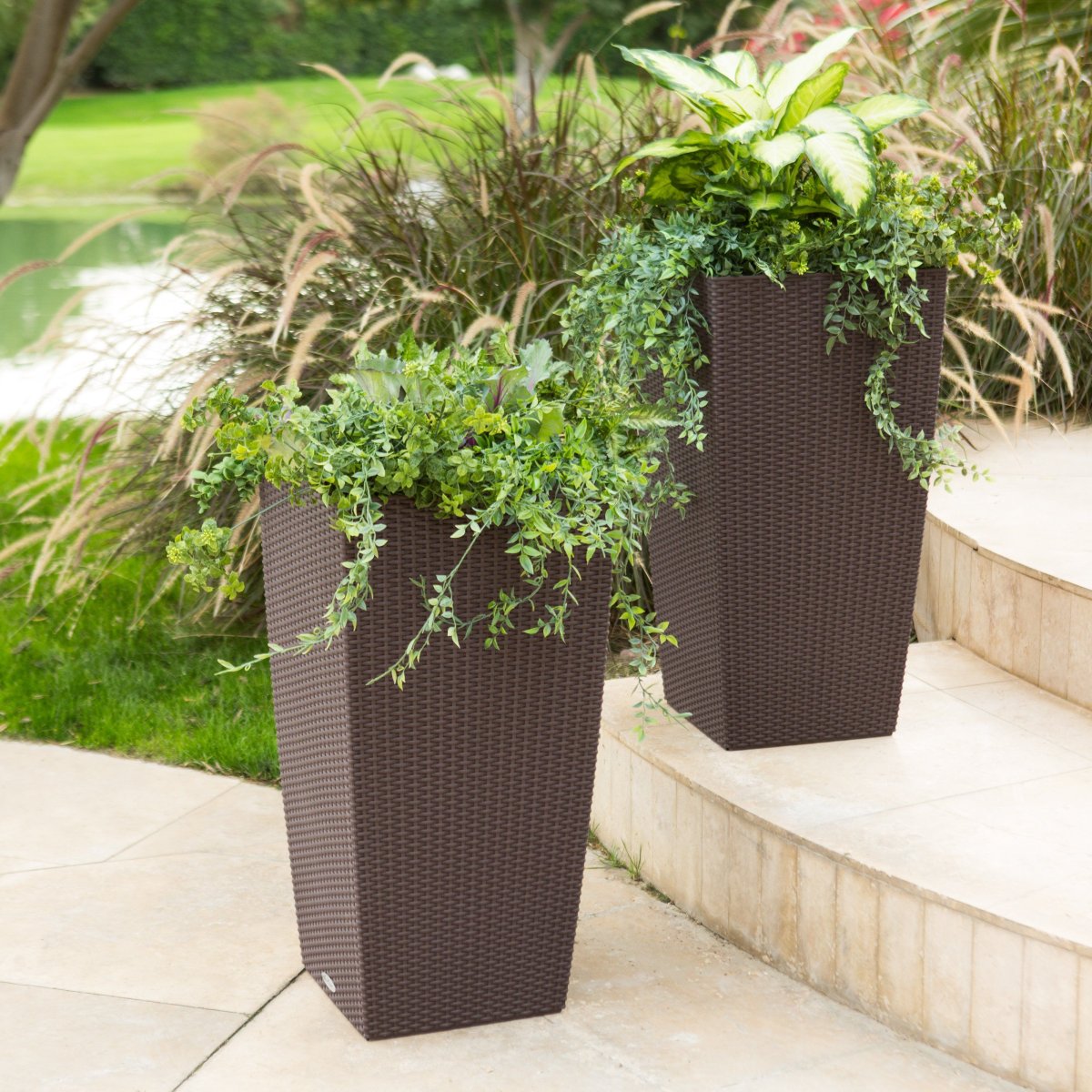 Лечуза Кубико