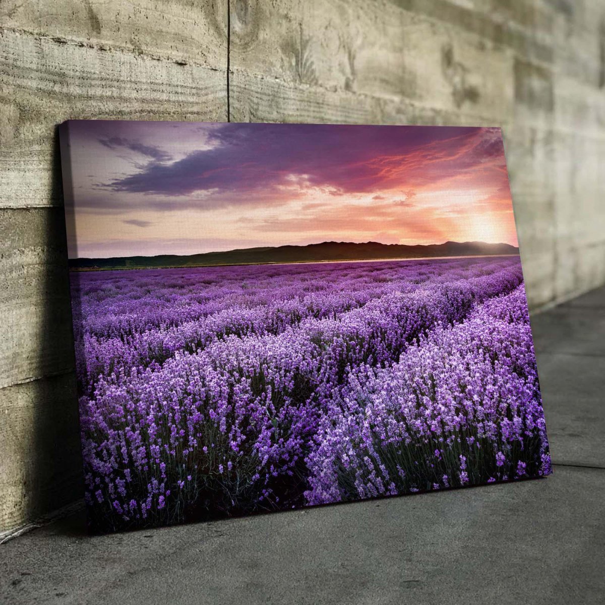 Цветы лаванды на стене