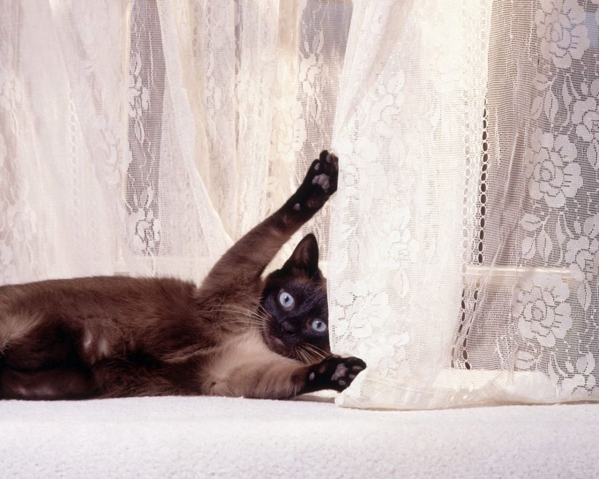 Шторы с кошками