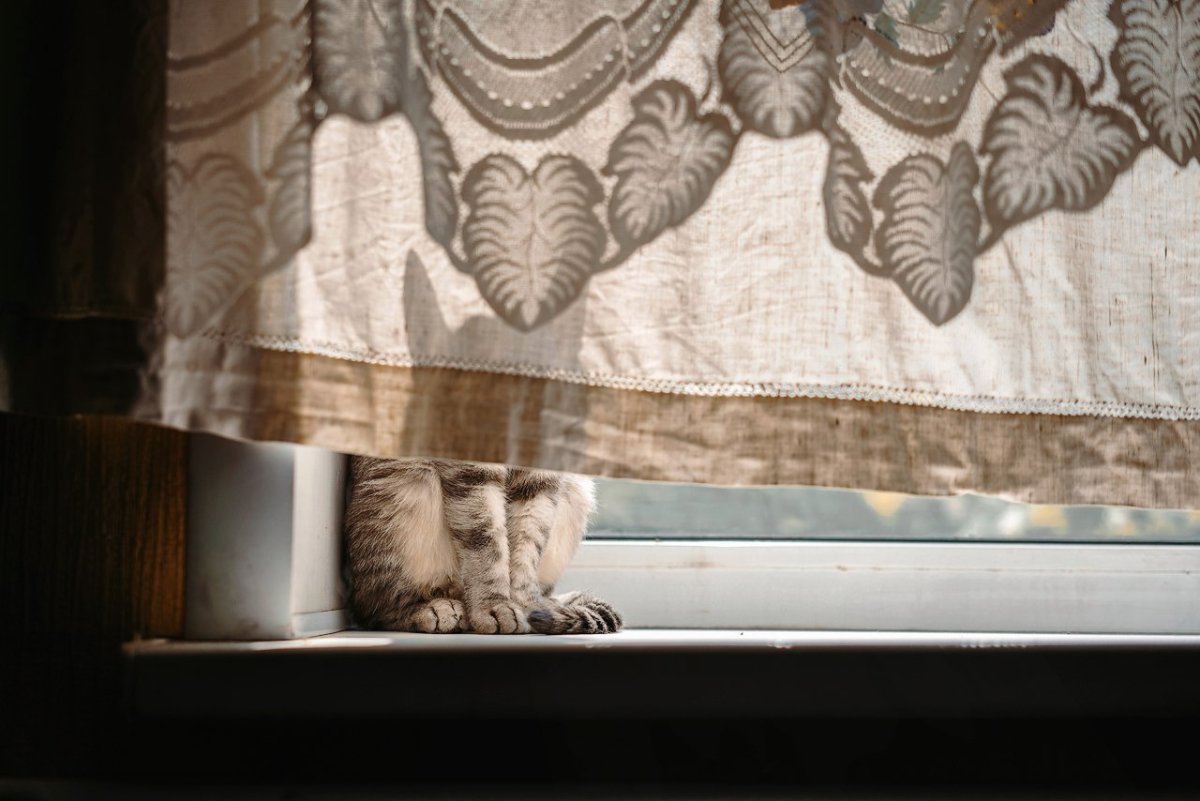Котик на шторке