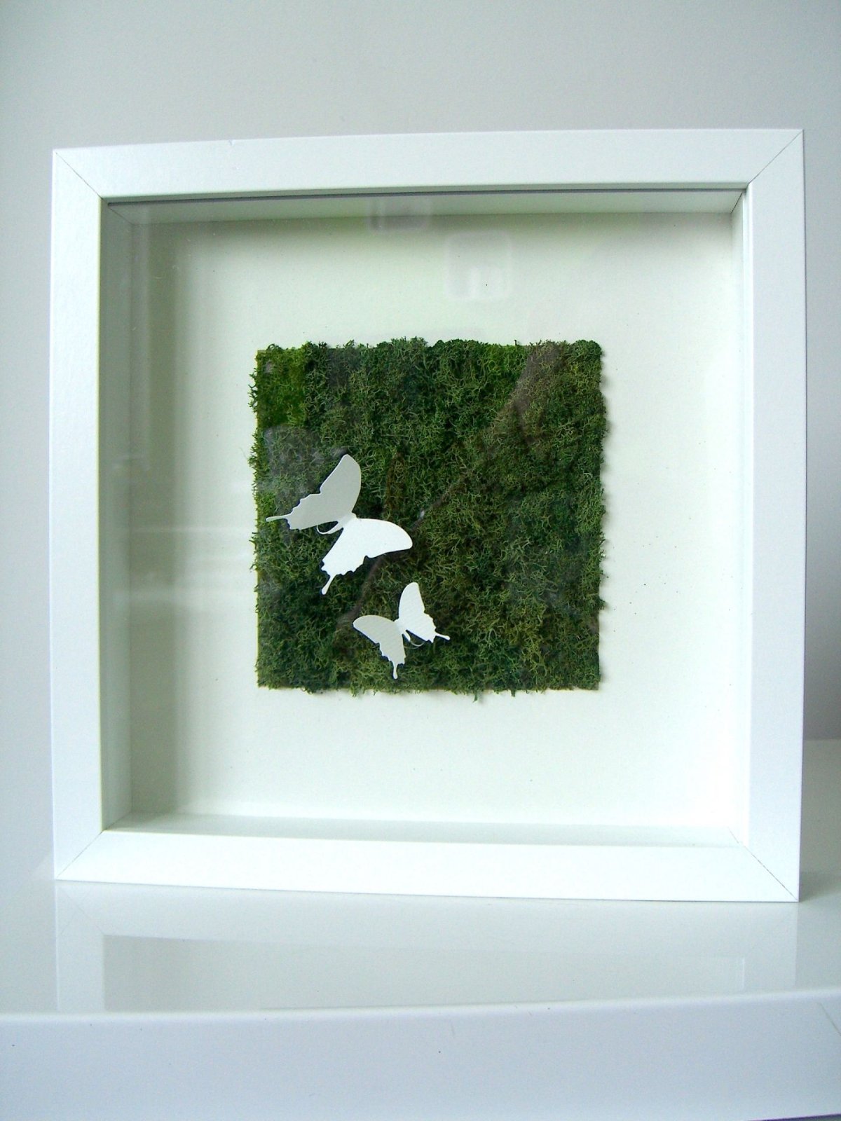 Фитостена мох