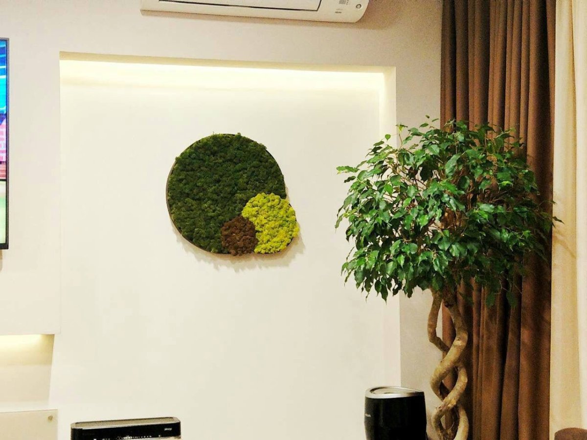 Стабилизированный мох