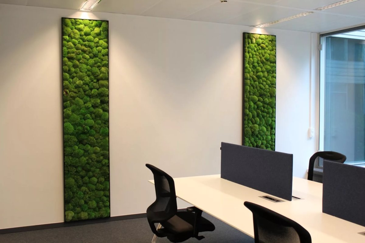 Фитостена мох стабилизированный