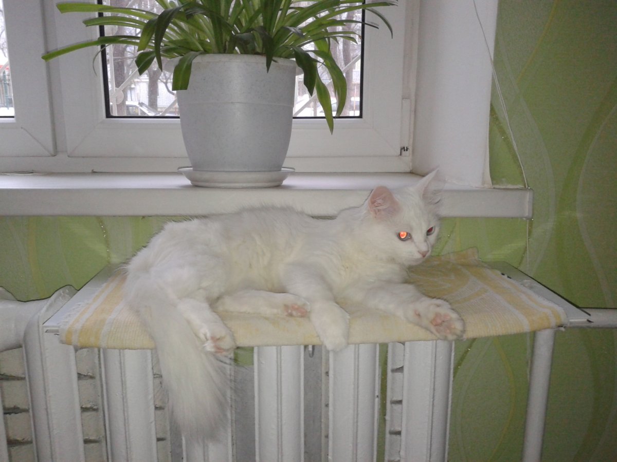 Пололочка для кошек к батарее