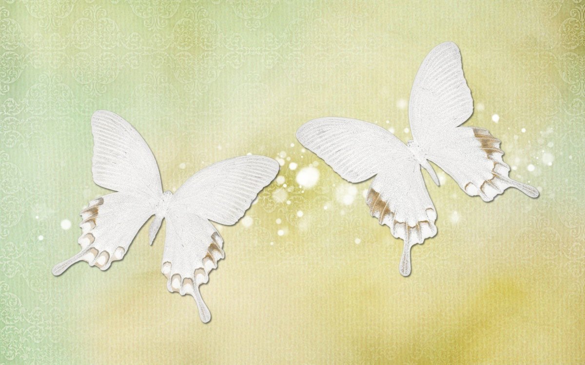 Много чёрно белых бабочек