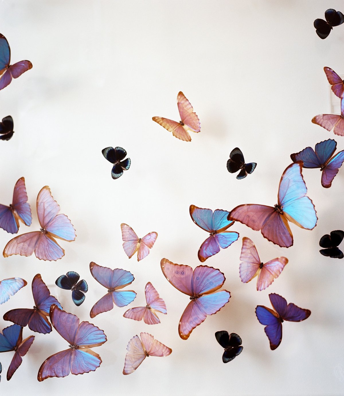 Много бабочек