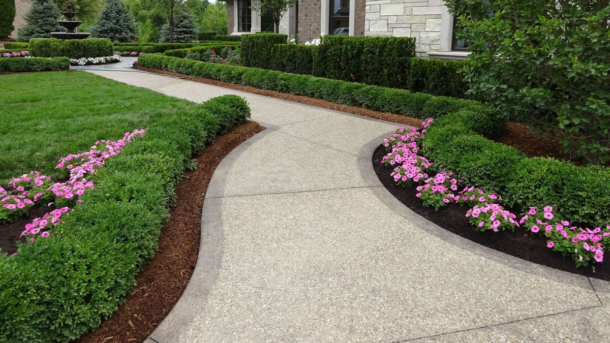 Самшит вдоль дорожек