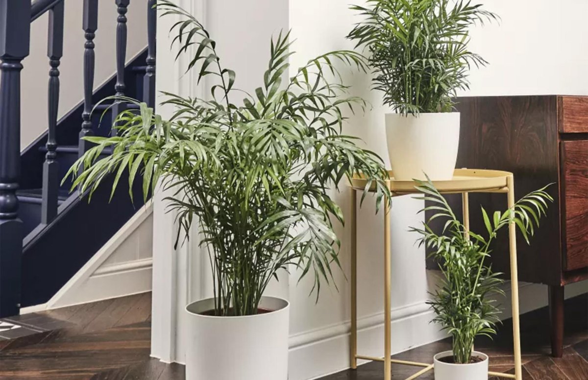 Монстера крупнолистная