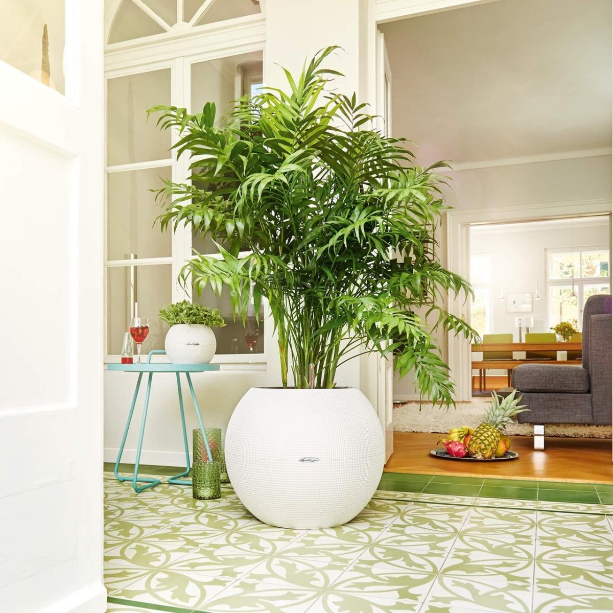 Комнатные растения в интерьере