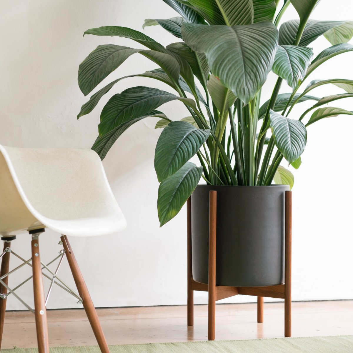 Офисная Пальма Драцена