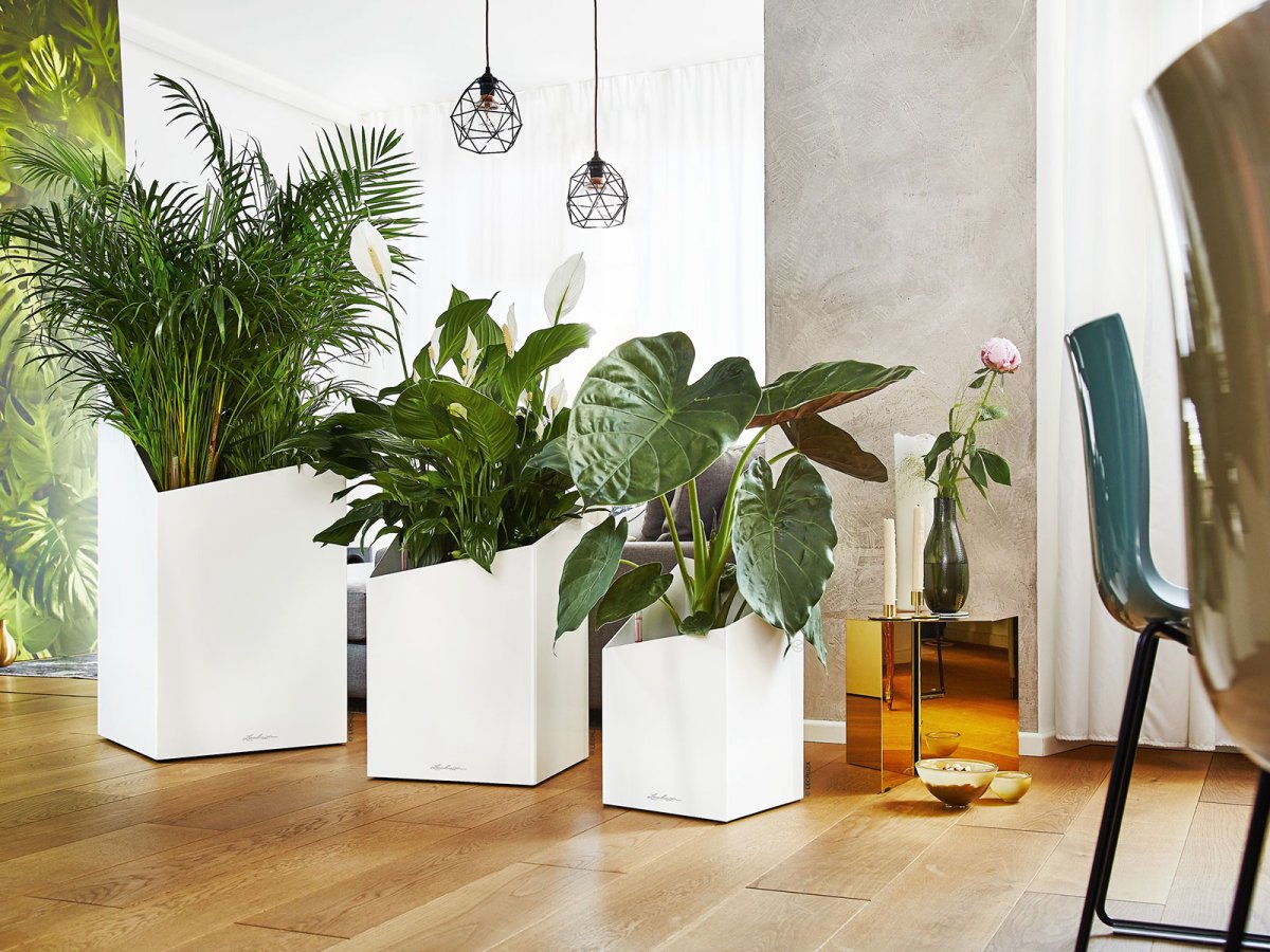 Комнатные цветы в интерьере офиса