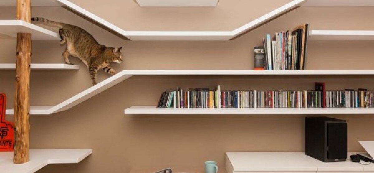 Полки для кошек и книжные полки под потолком
