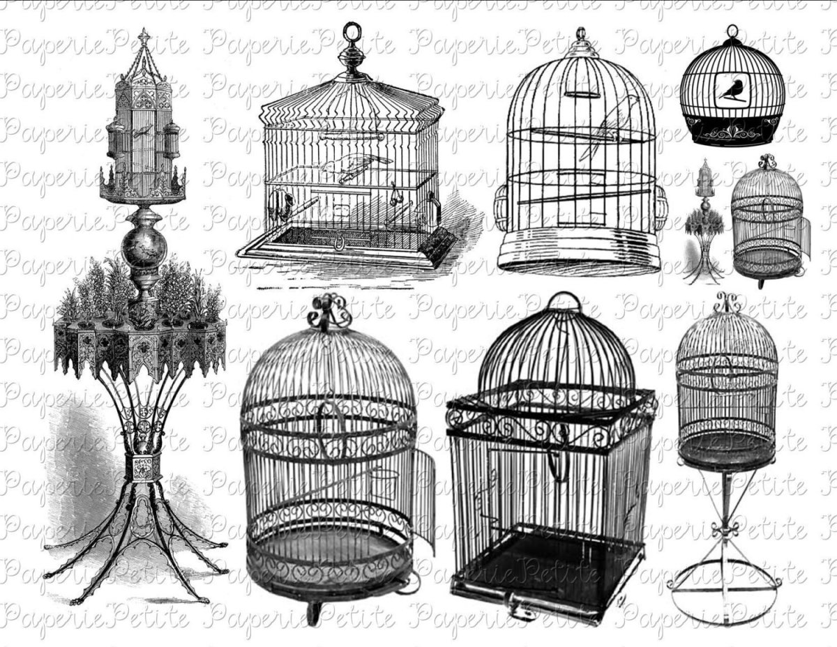 Птица в клетке