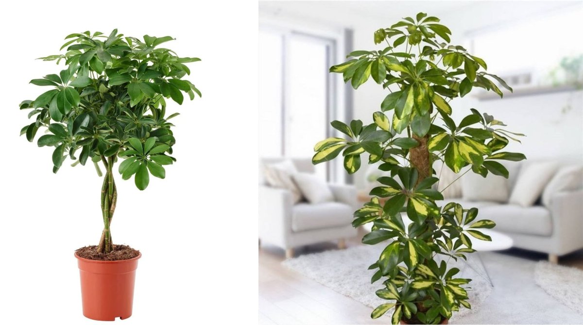 Шеффлера в интерьере