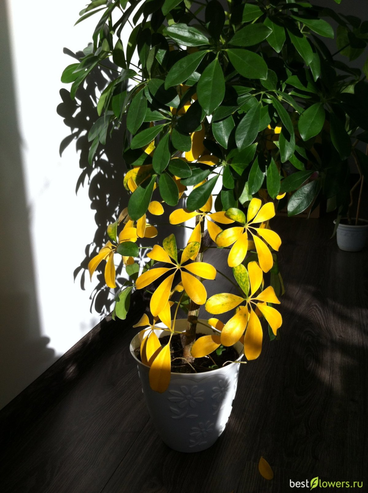 Шеффлера с белыми листьями